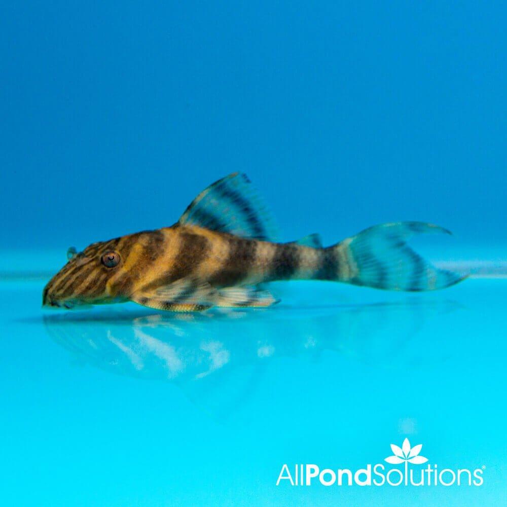 Premium Tiger Pleco L02 (Peckoltia Vermiculata) - Exotic Freshwater Aquarium Fish for Planted Tanks & Community Aquariums | Perfect for Aquatic Hobbyists & Fish Enthusiasts