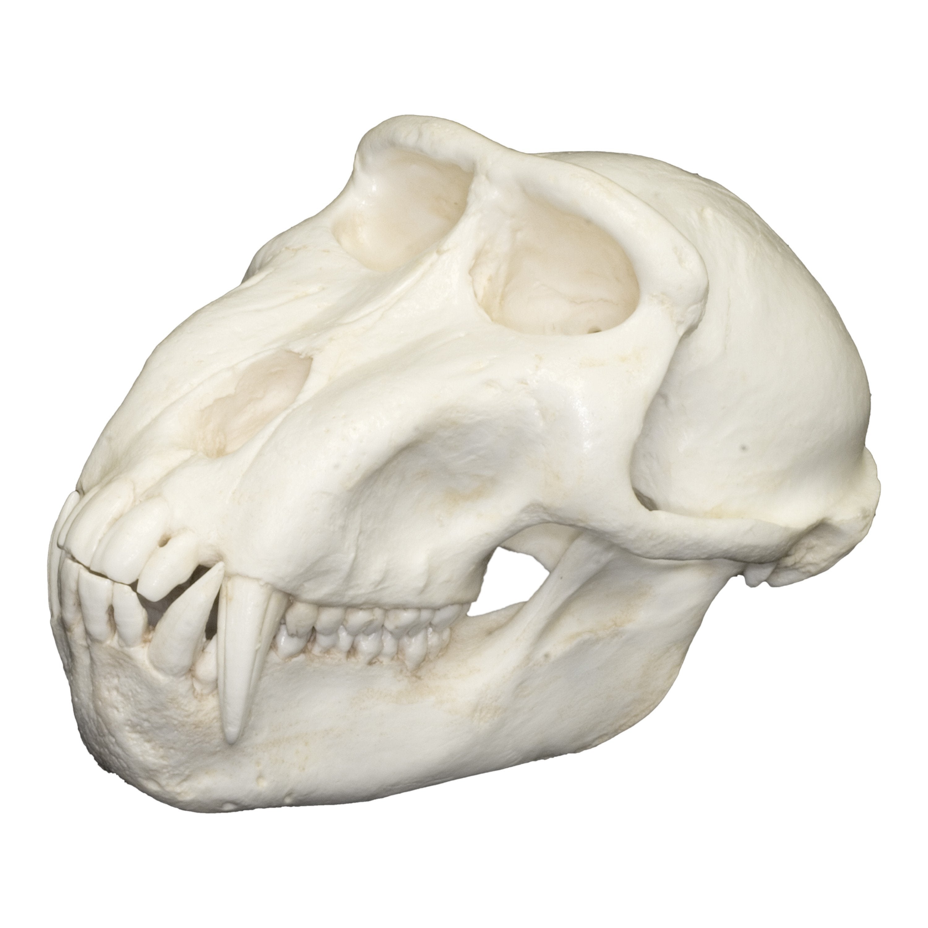 Replica Celebes Macaque Monkey Skull - Lifelike Primate Skull Model for Science Education, Halloween Decor & Anthropology Study