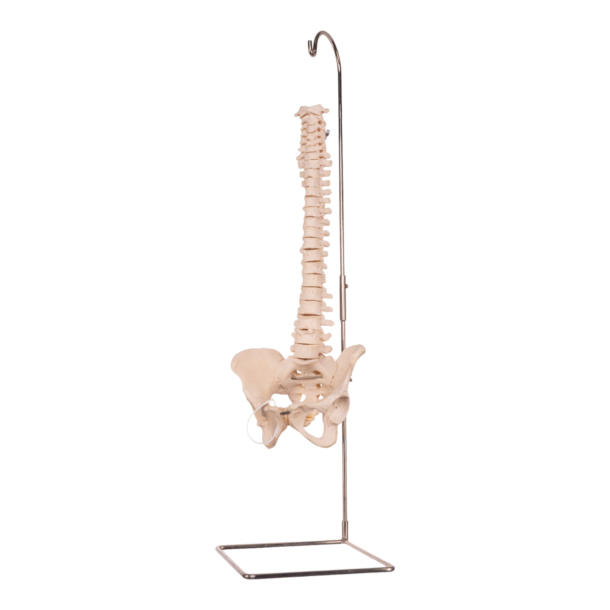 Authentic Human Spine, Sacrum & Pelvis Model - Medical Education, Anatomy Study & Chiropractic Training Tool