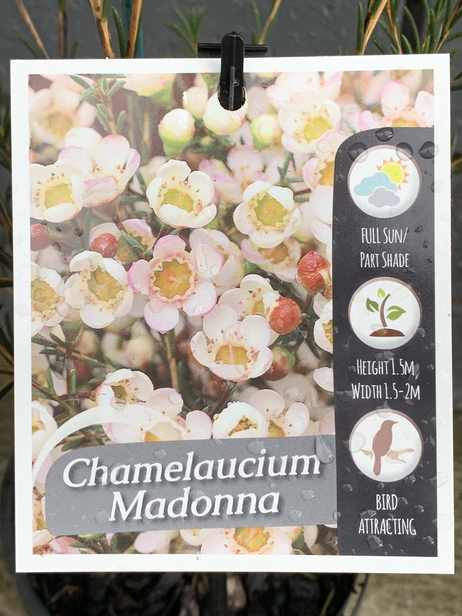 Chamelaucium 'Madonna' Waxflower Plant - Beautiful Purple Blooms for Bouquets, Wedding Decor & Home Gardens | Perfect for Floral Arrangements & Gifts
