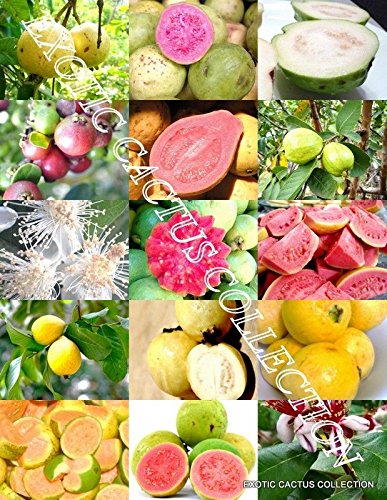Exotic Guava Fruit Mix Seeds (Psidium Guajava) - 50 Rare Tropical Guayaba Seeds for Home Garden Planting | Grow Your Own Guava Trees for Fresh Fruit, Juicing & Tropical Landscaping