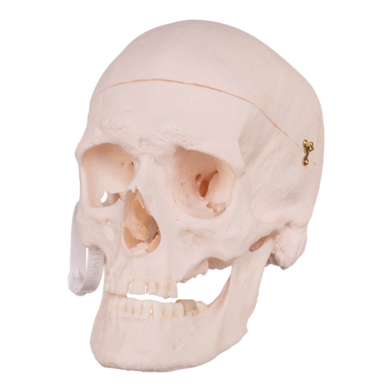Authentic Human Skull Model for Medical Research & Education - Perfect for Anatomy Studies, Forensic Training & Halloween Decor