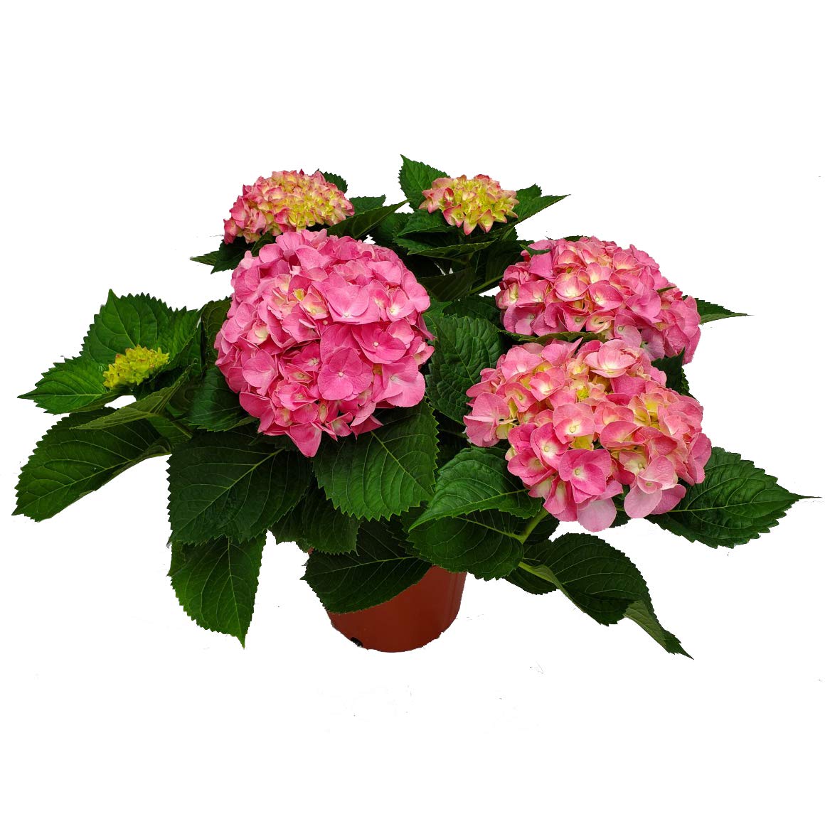 Pink Merritt Supreme Hydrangea Live Plant - 20-24 Inch Tall Tropical Florida Hydrangea for Home Garden, Landscaping & Wedding Decor