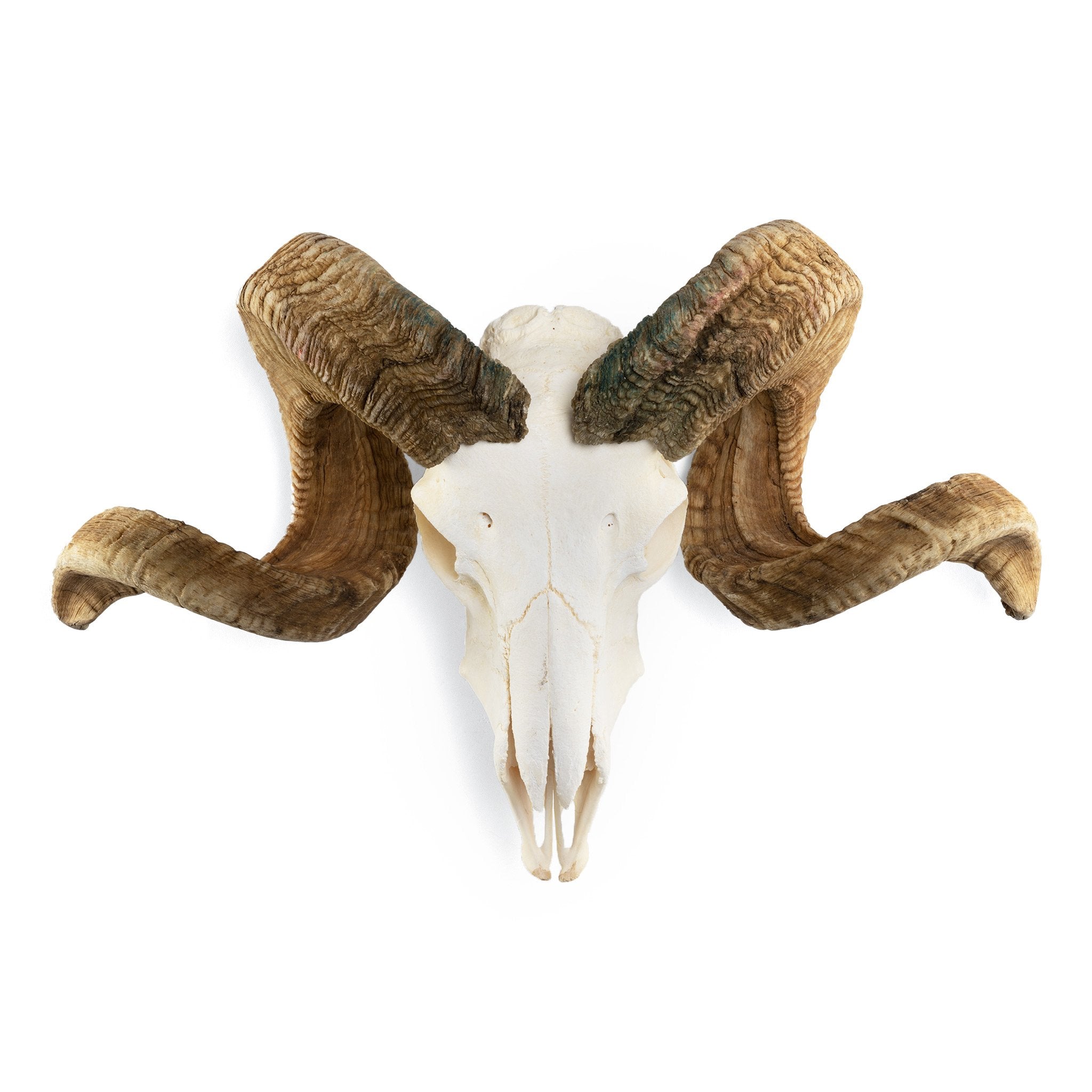 Authentic Merino Ram Skull - Premium Quality Taxidermy for Home Decor, Hunting Trophies & Gothic Interior Design