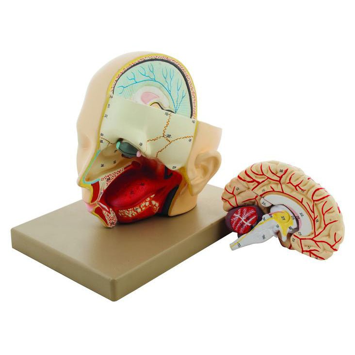 3-Part Human Head with Brain Model - Anatomical Study Tool for Medical Students & Educators | Perfect for Classroom, Lab & Science Demonstrations