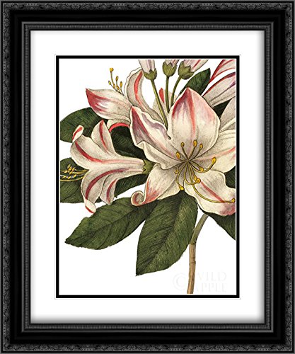 Wild Apple Portfolio 15x17 Inch Black Ornate Framed Double Matted Museum Quality Art Print - Botanique III Floral Wall Decor for Living Room, Bedroom & Office