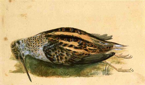 John James Audubon Woodcock Premium Canvas Print 16x27 Inches - Nature Wall Art for Living Room, Office & Home Decor