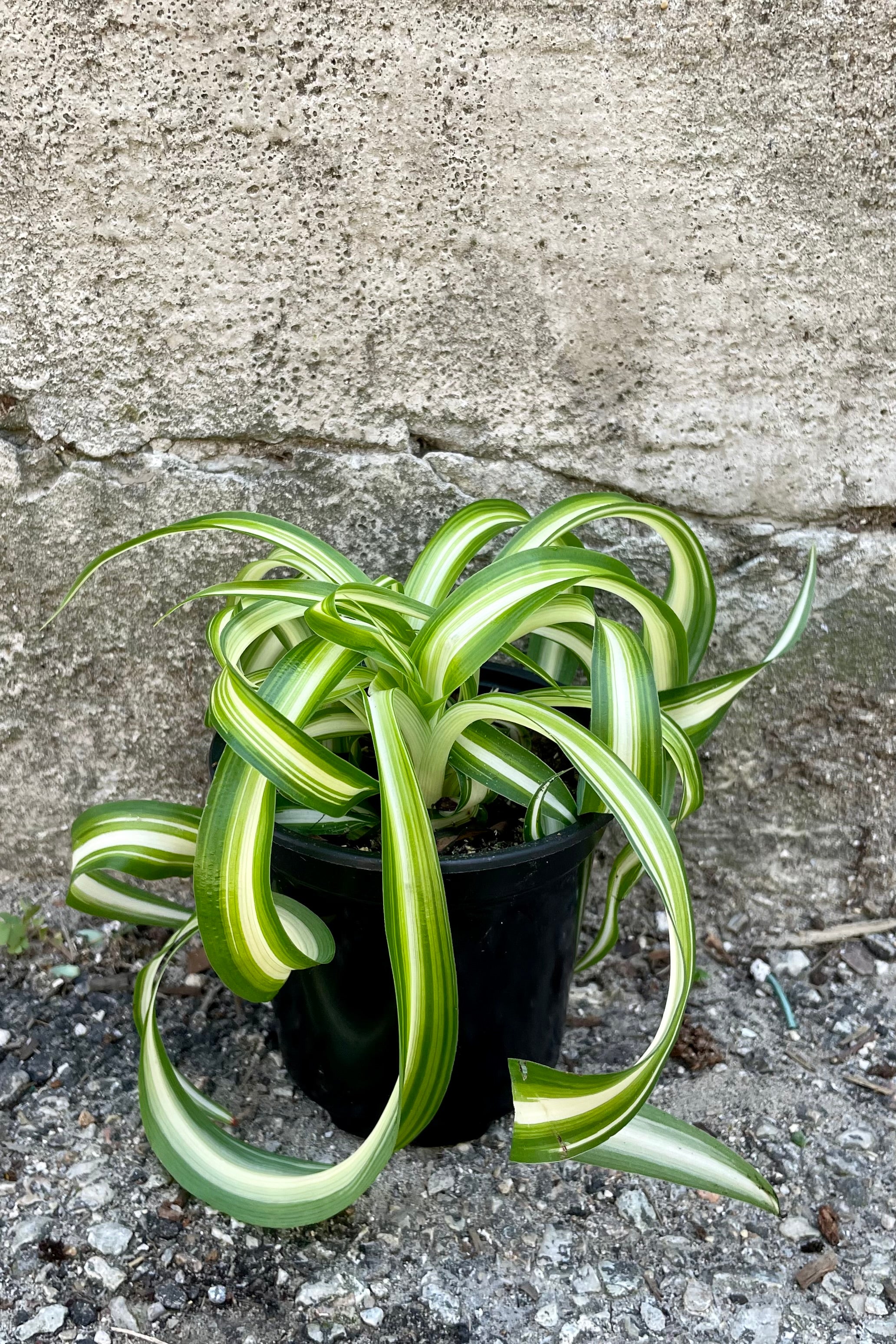 Chlorophytum comosum 'Bonnie' - 4 Inch Spider Plant for Home & Office Decor | Air Purifying Houseplant for Living Room, Bedroom, or Desk