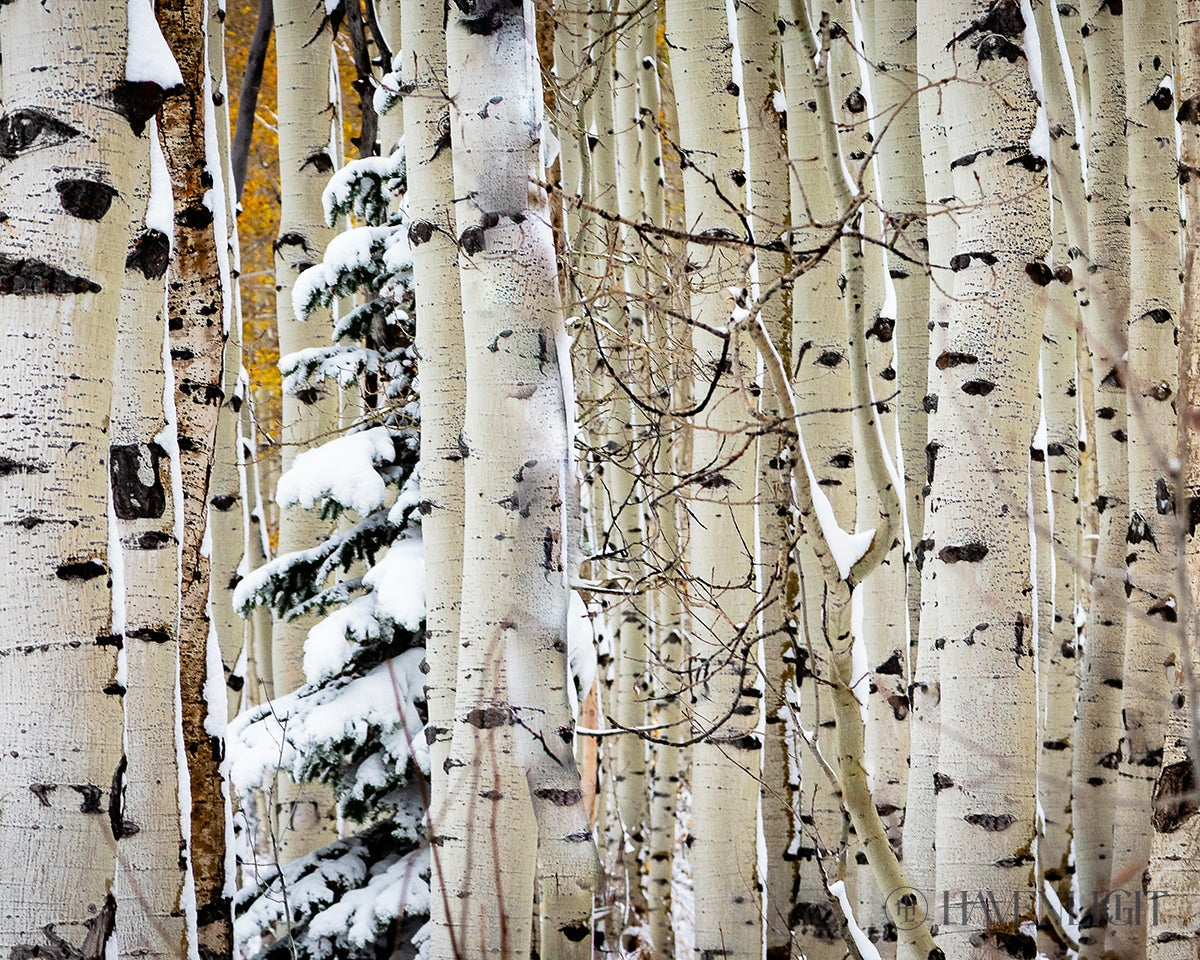 Christmas Around the Corner - Stunning Guardsman Pass Landscape Photo Print - Park City Utah Wall Art - Perfect for Holiday Home Decor & Winter Gift Ideas