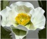 40cm Giant White Foam Poppy Flower - Large Decorative Floral for Home, Wedding, Party Decorations