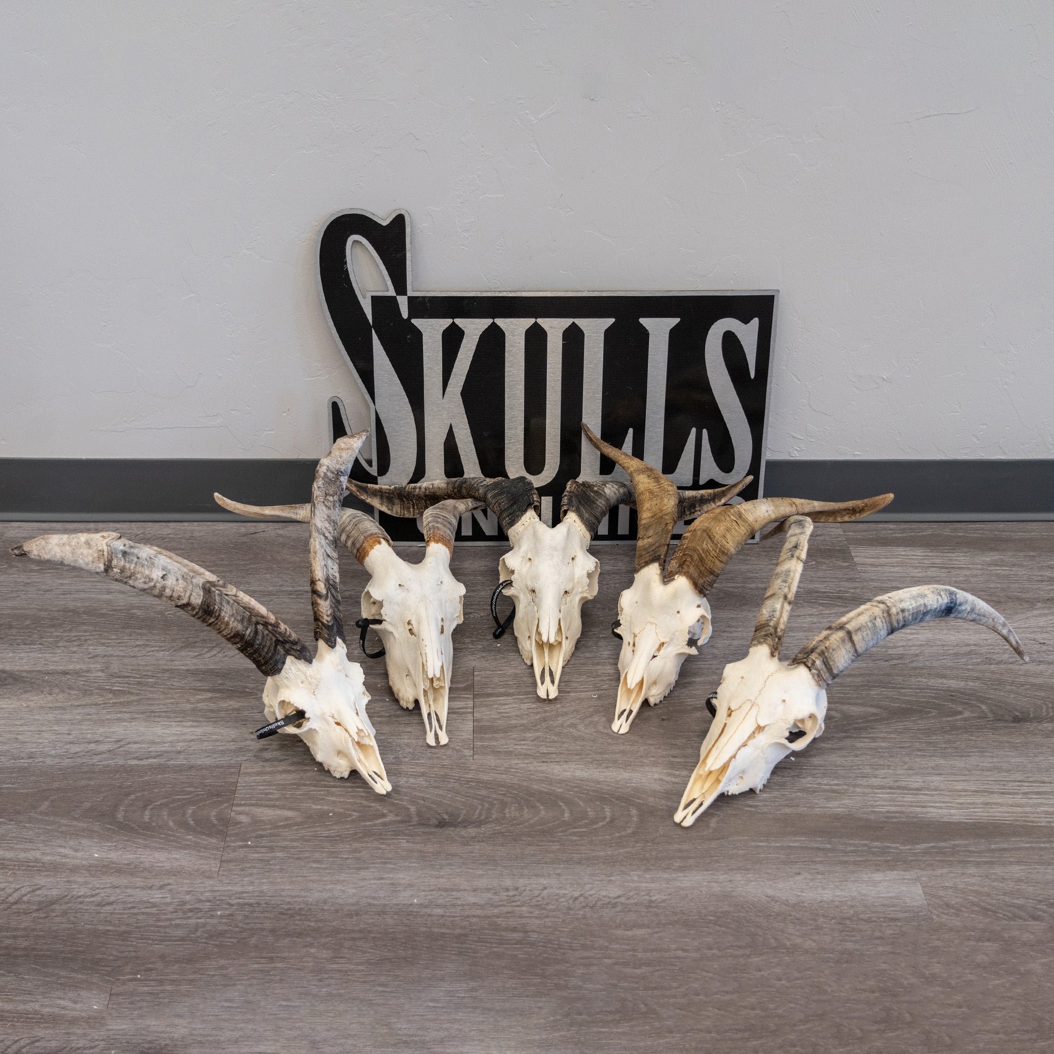 Authentic Large Domestic Goat Skull for Home Decor, Gothic Display, Halloween Props, and Taxidermy Collection - Single Piece