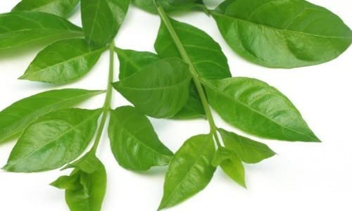 Paudha Herb Mehendi Henna Leaves - 44 Seeds Pack (XR-3571) for Natural Hair Dye, Tattoos & Skin Care | DIY Beauty & Ayurvedic Remedies
