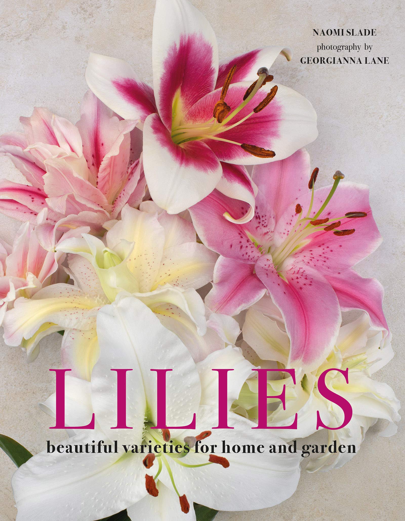 Stunning Lily Flowers - Fresh Cut Lilies for Home Decor, Wedding Bouquets & Garden Landscaping | Bulk Wholesale Lilies for DIY Floral Arrangements