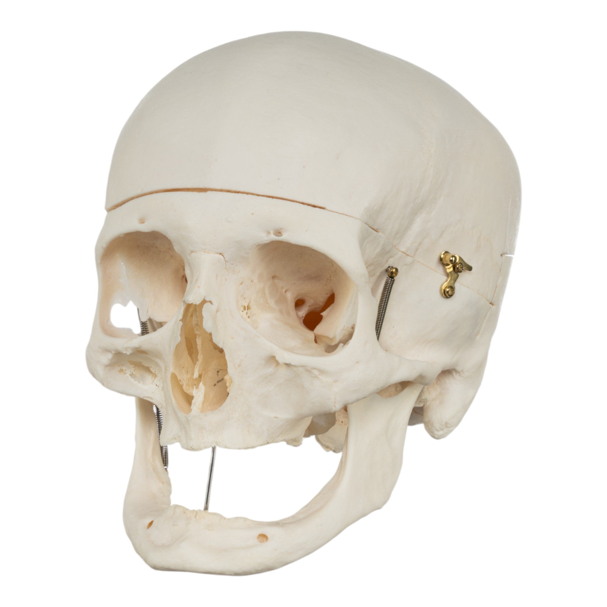 Premium Anatomical Human Skull Model - Accurate Medical & Educational Tool for Students, Doctors & Researchers | Perfect for Classroom, Lab & Medical Training