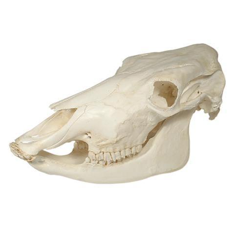 Authentic Replica Cow Skull Wall Decor - Western Home Decor, Ranch Style, Farmhouse & Rustic Interior Design | Perfect for Living Room, Bedroom, Office & Man Cave