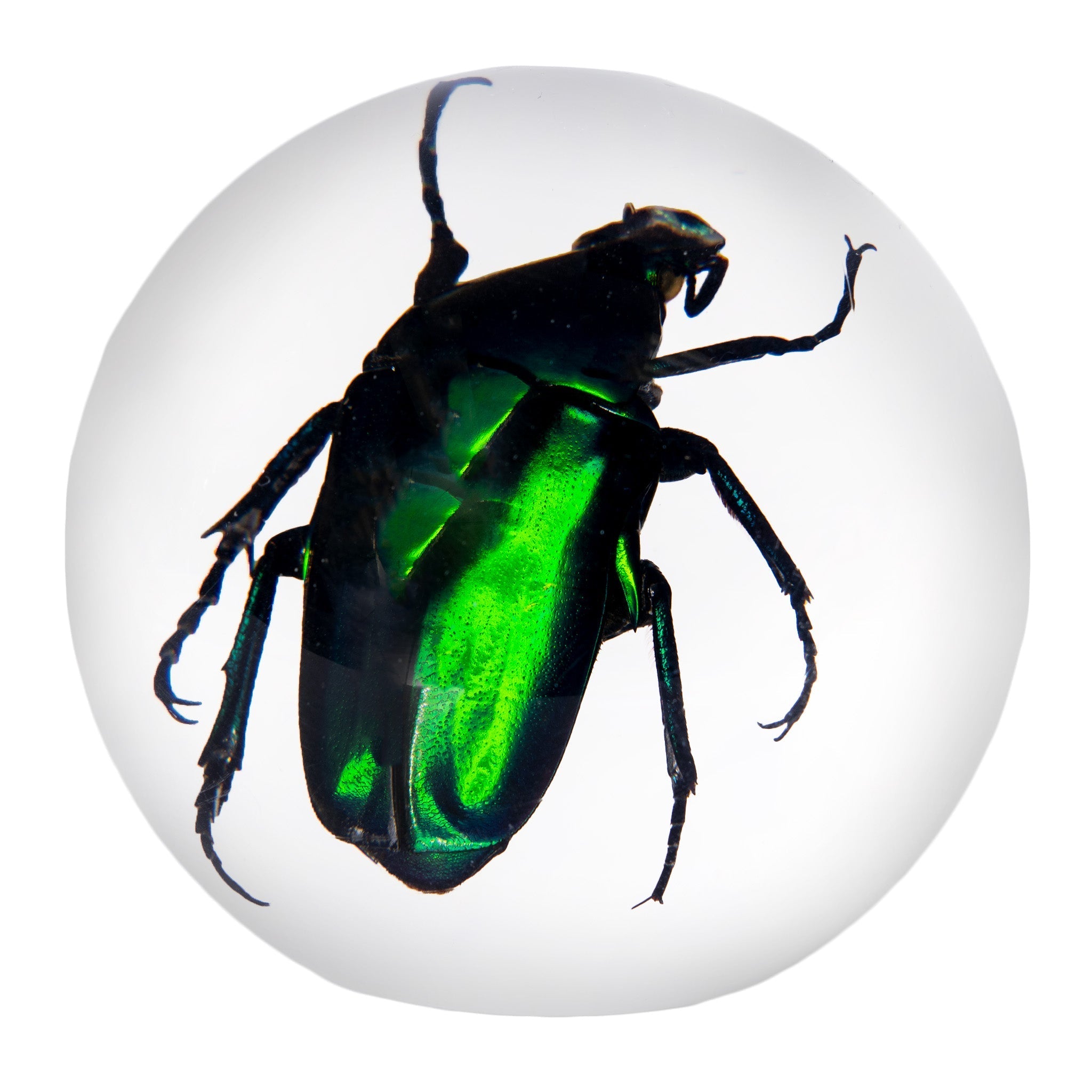 Real Green Chafer Beetle Encased in Acrylic Sphere - Unique Insect Paperweight for Desk Decor, Science Display & Nature Lovers Gift