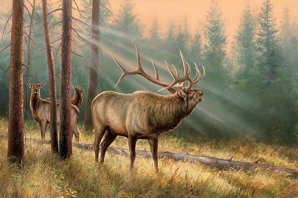 Elk Limited Edition Paper - Premium Stationery for Writing, Scrapbooking & Crafting - Perfect for Journals, Letters & DIY Projects