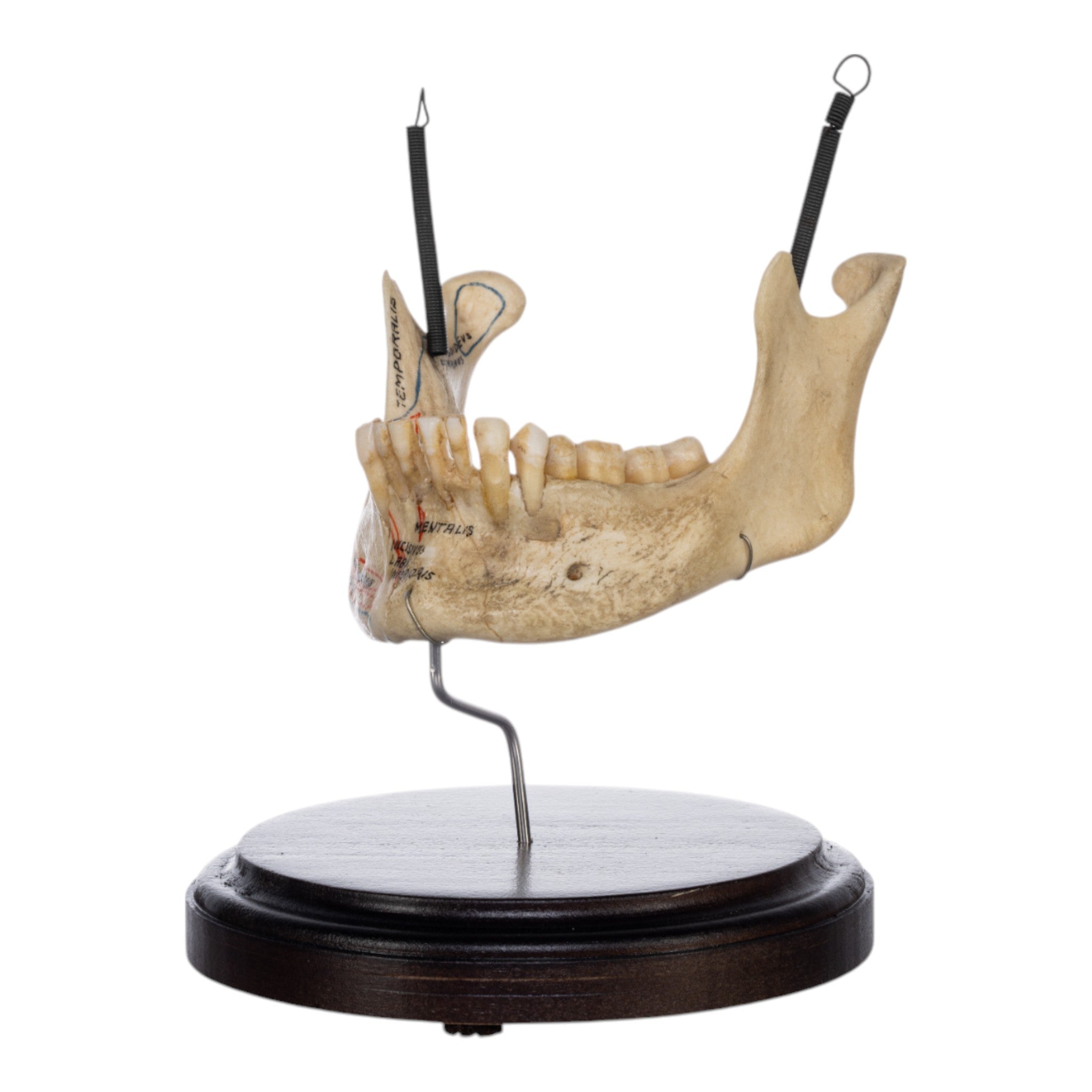 Real Human Mandible on Stand - Anatomical Skull Jawbone Model for Medical Study, Dental Education & Halloween Decor - Perfect for Doctors, Students & Collectors