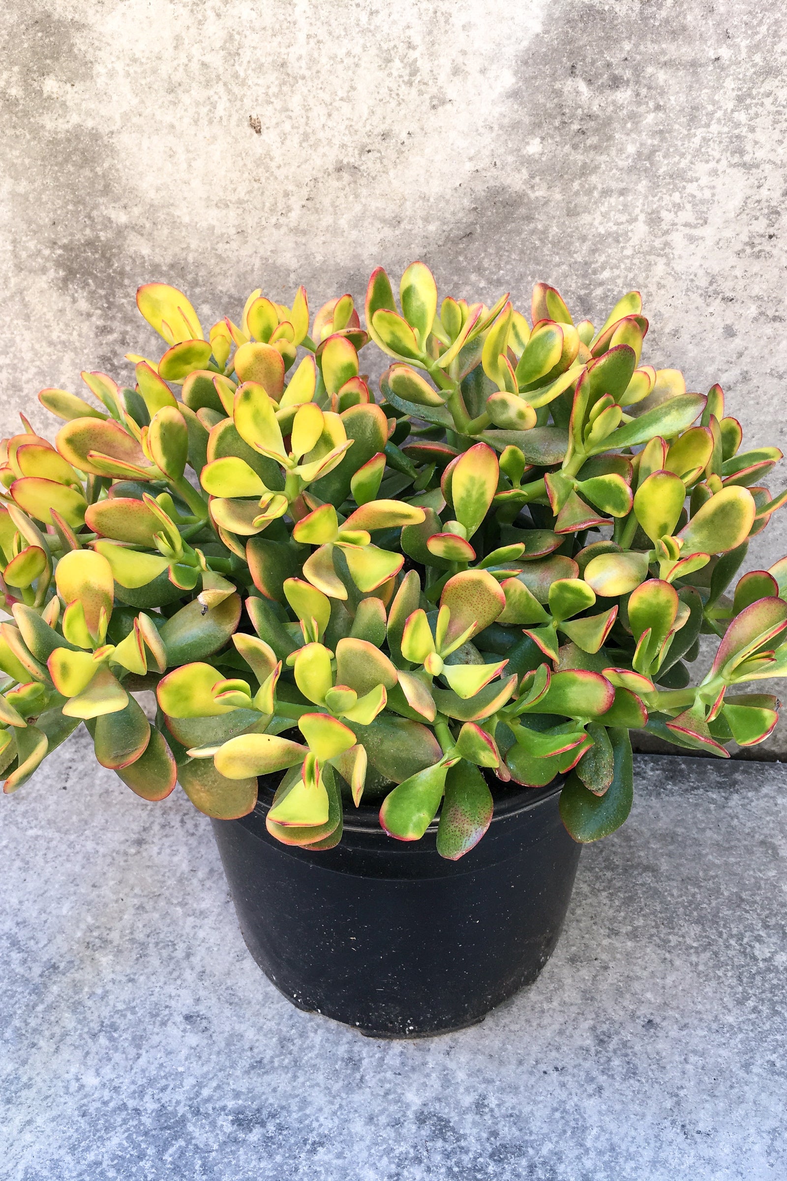 Crassula Ovata 'Hummel's Sunset' - 10 Inch Jade Plant for Home & Office Decor | Perfect for Indoor Gardening, Bonsai, and Feng Shui Arrangements