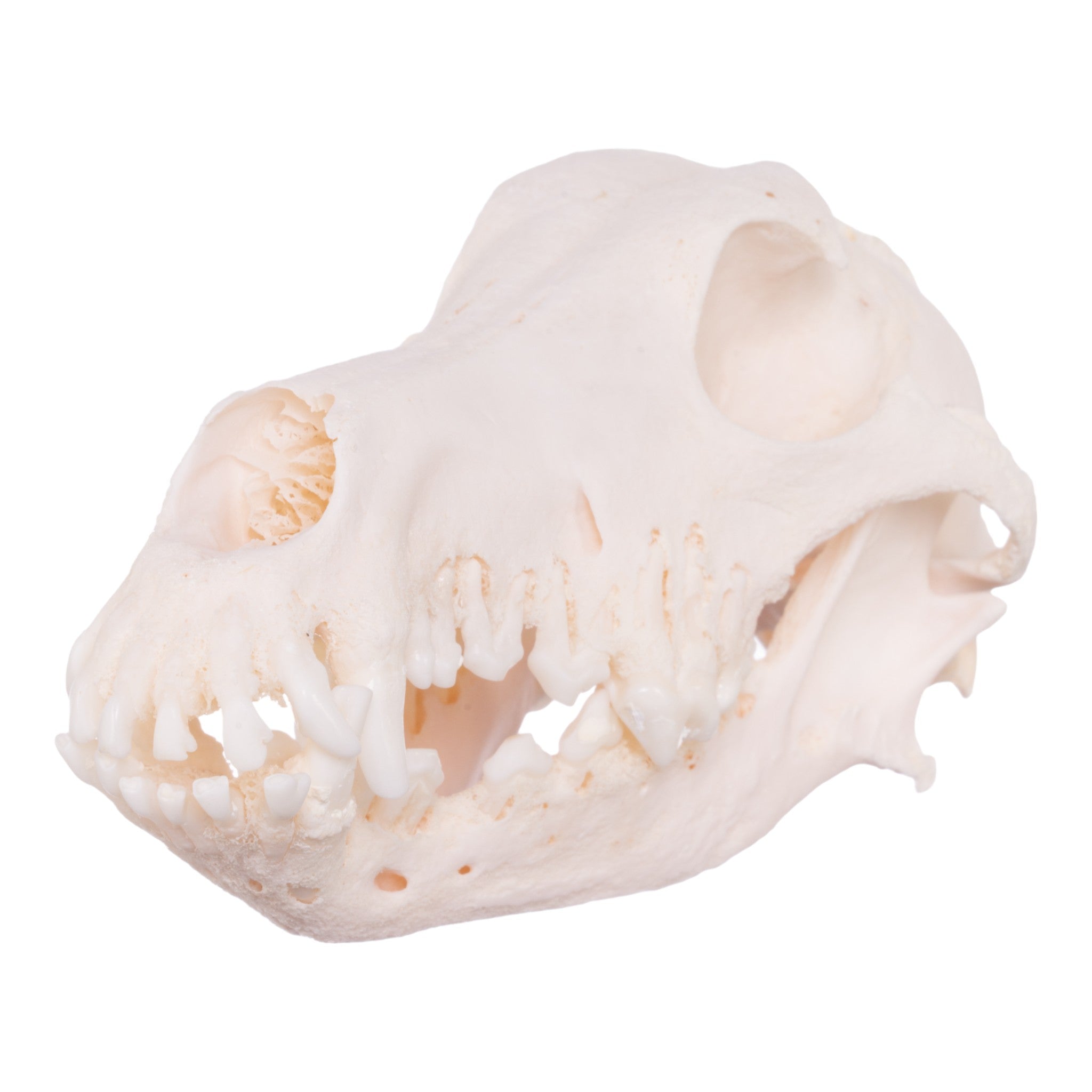 Authentic Shetland Sheepdog Skull - Real Domestic Dog Skull with Periodontal Details | Veterinary Study, Animal Anatomy Display, Halloween Decor