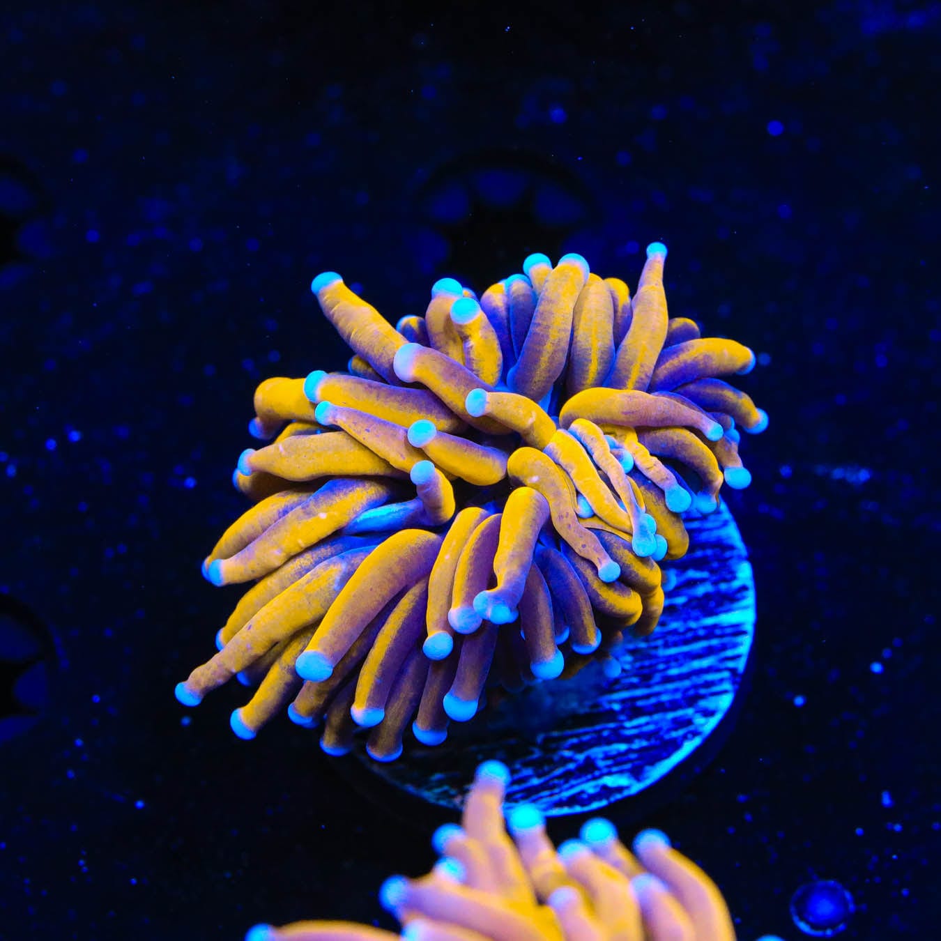 Aussie Gold Torch Coral for Saltwater Aquarium - Vibrant LPS Coral for Reef Tanks & Marine Aquascaping