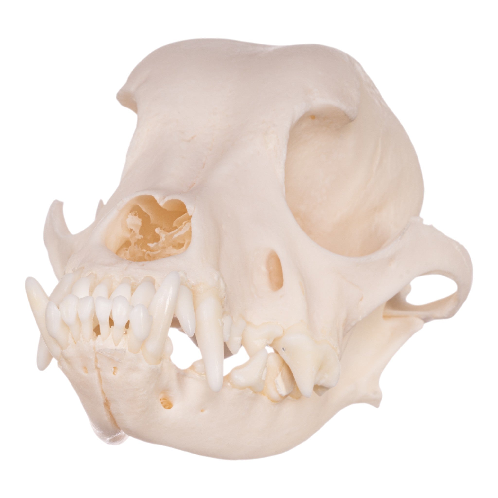 Authentic Maltese Dog Skull - Real Domestic Canine Skull for Veterinary Study, Taxidermy, and Educational Display | Perfect for Halloween Decor, Oddity Collections, and Science Classrooms