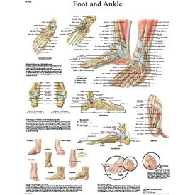 3B Anatomical Foot & Ankle Chart - Detailed Medical Poster for Classroom, Clinic & Study - Perfect for Students, Doctors & Healthcare Professionals