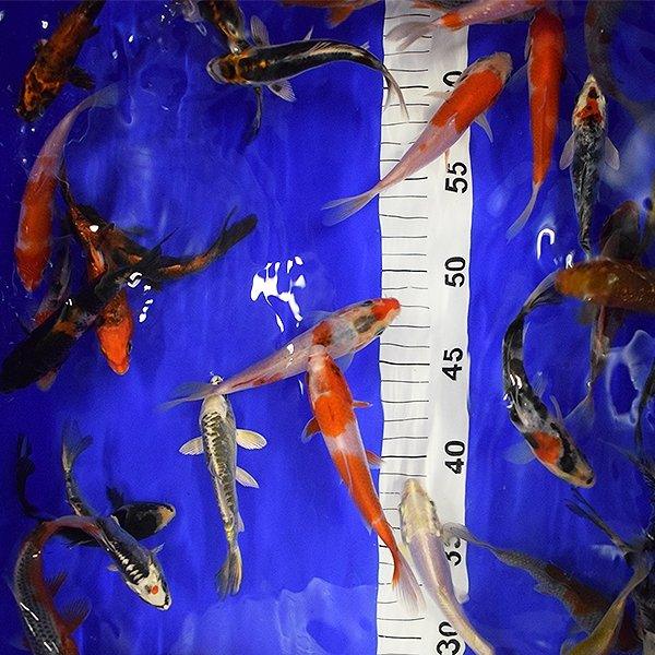 10X 4.5 Inch Koi Fish Stickers - Waterproof Vinyl Decals for Laptops, Water Bottles, Cars & DIY Crafts - Japanese Koi Pond Art Decor