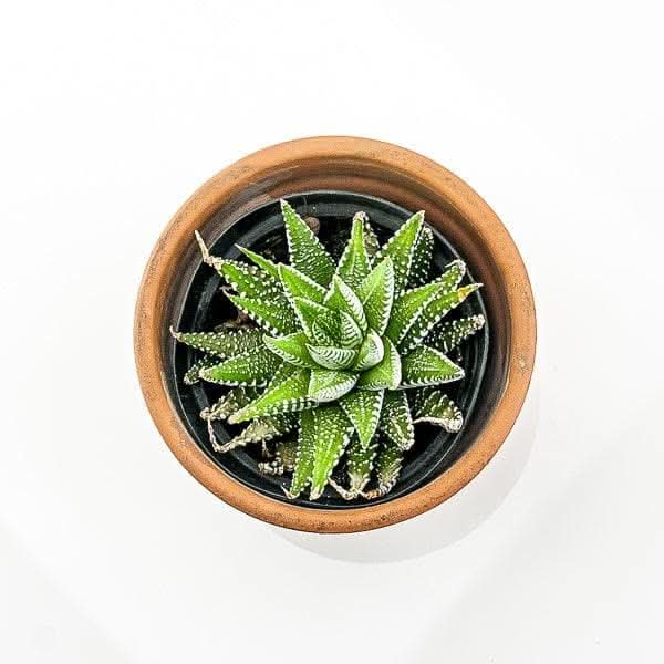 Zebra Haworthia Succulent Plant - Low Maintenance Indoor Houseplant for Home, Office, and Desk Decor