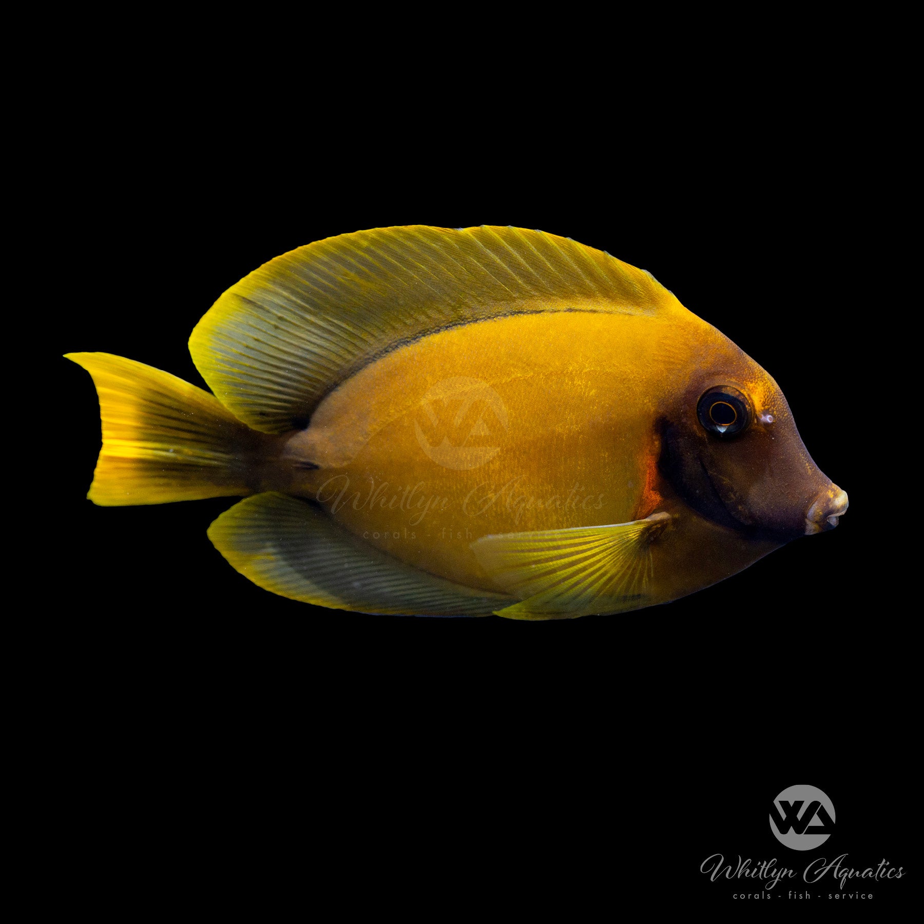 Premium Chocolate Mimic Tang Fish (Acanthurus pyroferus) - Saltwater Aquarium Fish for Reef Tanks & Marine Display