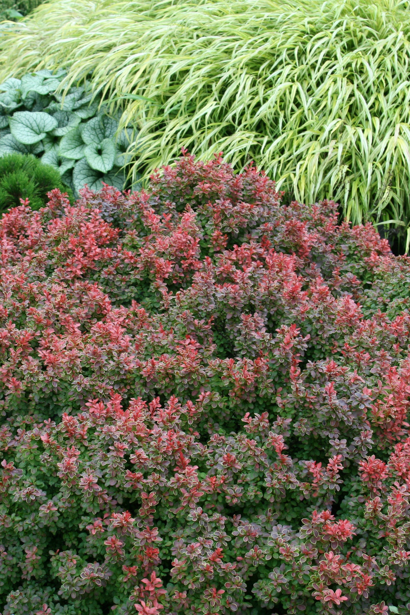Berberis thunbergii 'Admiration' Japanese Barberry #2 Container - Perfect for Landscaping, Garden Borders & Drought-Tolerant Gardens