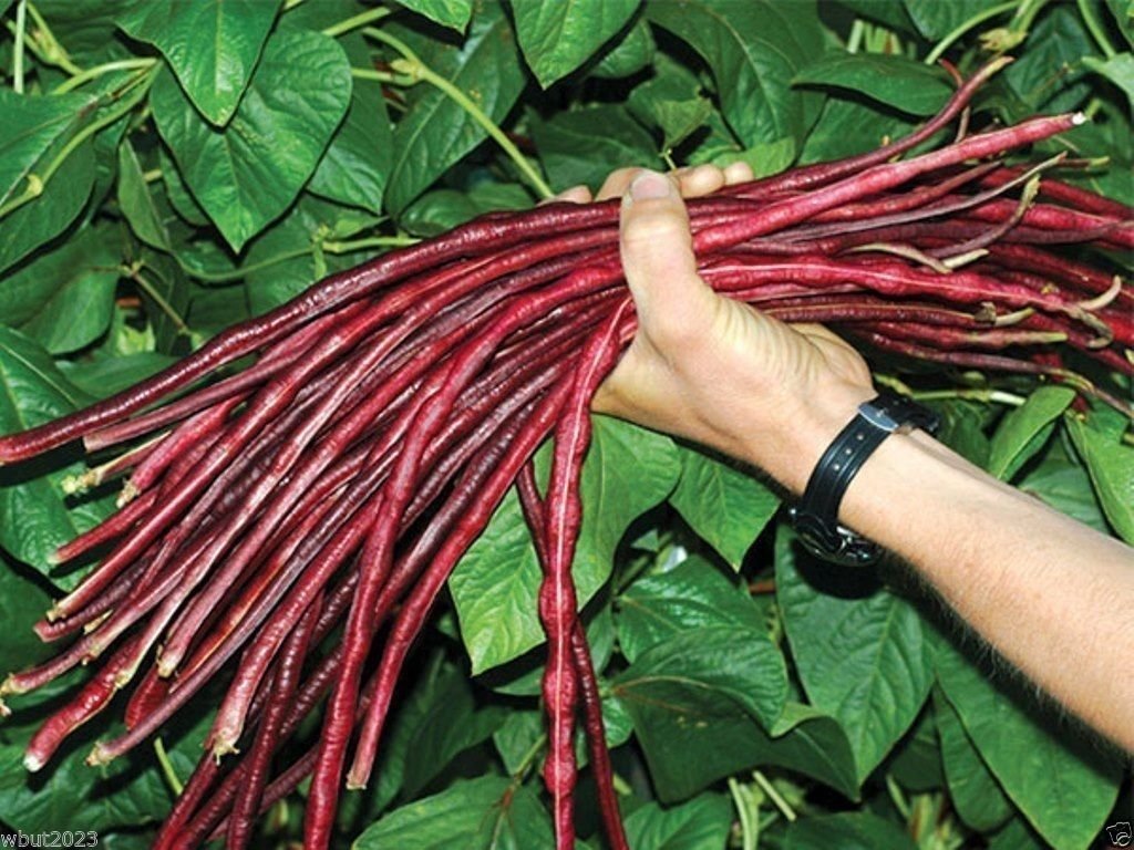 Organic Chinese Red Noodle Pole Bean Seeds - 100 Heirloom Non-GMO Yard-Long Beans for Home Gardening | Perfect for Asian Cuisine, Stir Fry & Vertical Gardening