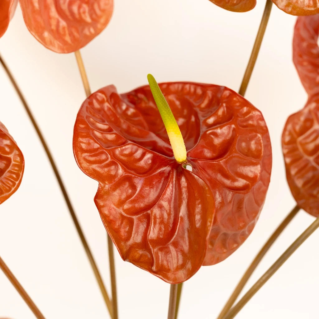 Anthurium Cocoa Tropical Flower - Exotic Live Houseplant for Home & Office Decor - Perfect for Indoor Gardens, Gifts, and Tropical Themes
