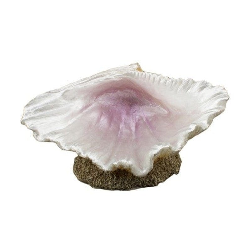 Bioscape Large Half Clam Shell - 15.5 cm Natural Seashell Decor for Beach Themed Party, Aquarium, Home Decor and DIY Crafts
