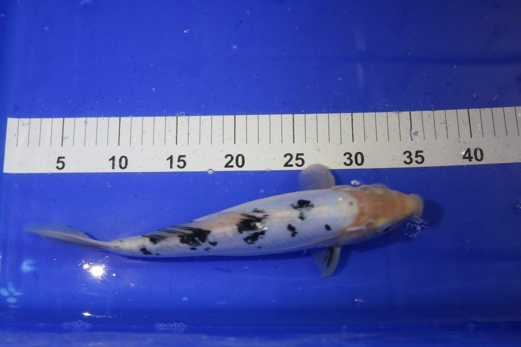 Skiro Bekko 10 12 Inch Japanese Koi Fish for Pond - Premium Quality Live Koi Carp for Outdoor Garden Ponds, Water Features & Aquariums