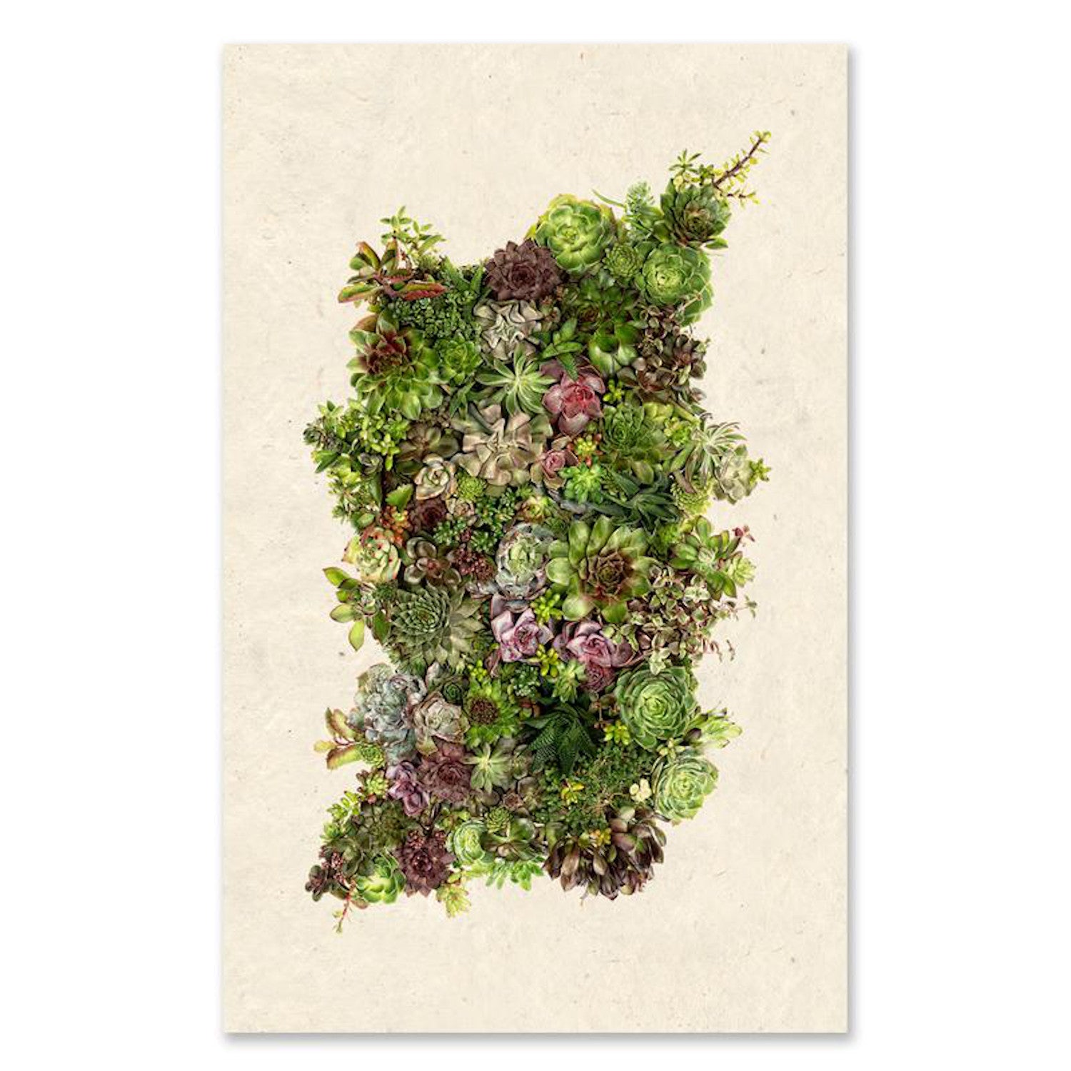Collective Succulents Large Format Art Print - Botanical Wall Decor for Living Room, Office & Home