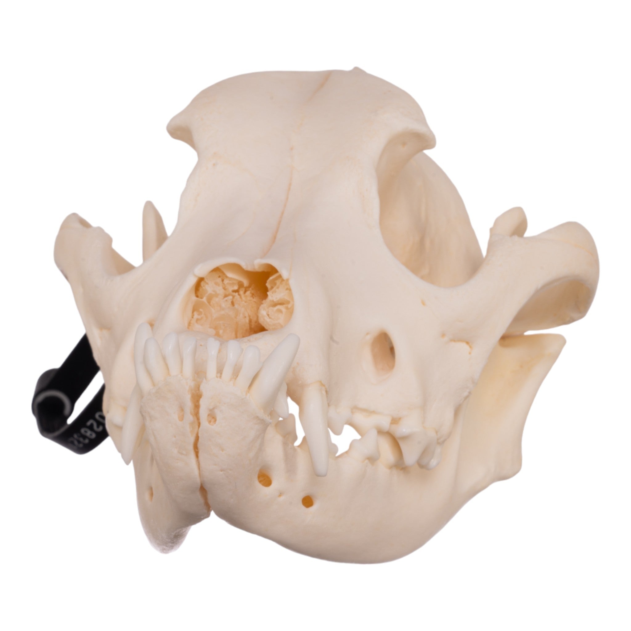 Authentic Boxer Dog Skull - Real Domestic Canine Specimen for Veterinary Study, Taxidermy & Halloween Decor | Perfect for Science Classrooms, Oddity Collectors & Spooky Home Displays