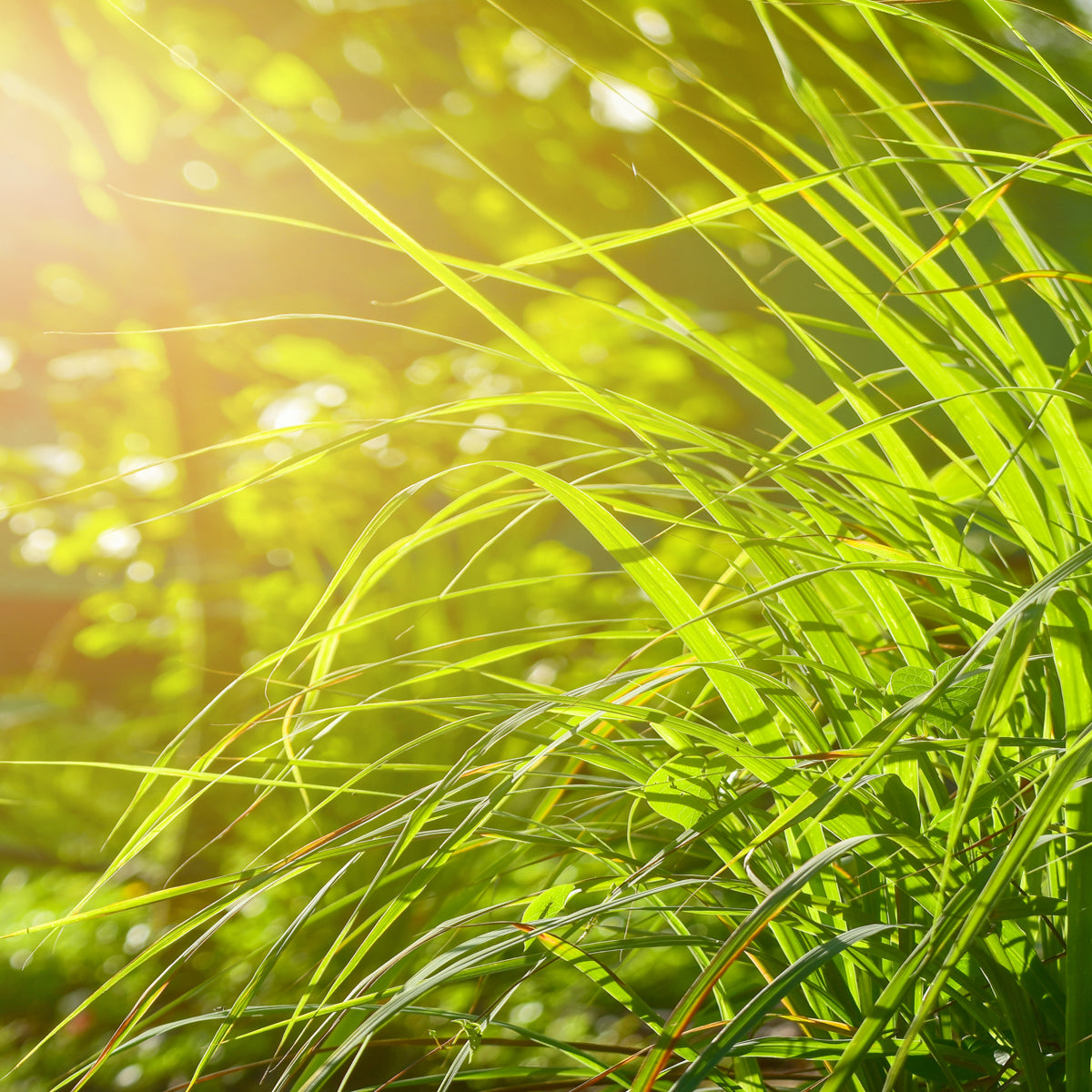 Organic Lemongrass Essential Oil 100% Pure - Natural Aromatherapy Oil for Relaxation, Stress Relief & Skin Care - Perfect for Diffusers, Massage & DIY Beauty Products