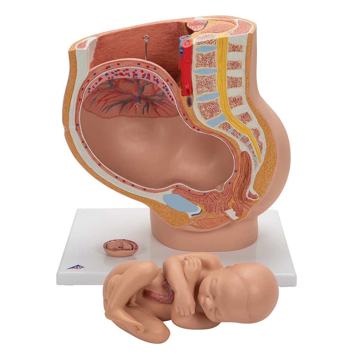 3-Part Deluxe Pregnancy Pelvis Model - Anatomical Educational Tool for Medical Students & Midwives | Ideal for Childbirth Education & Obstetric Training