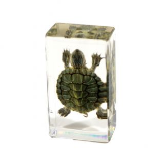 Handcrafted Real Turtle Paperweight - Small Decorative Office Desk Accessory for Home & Office Use