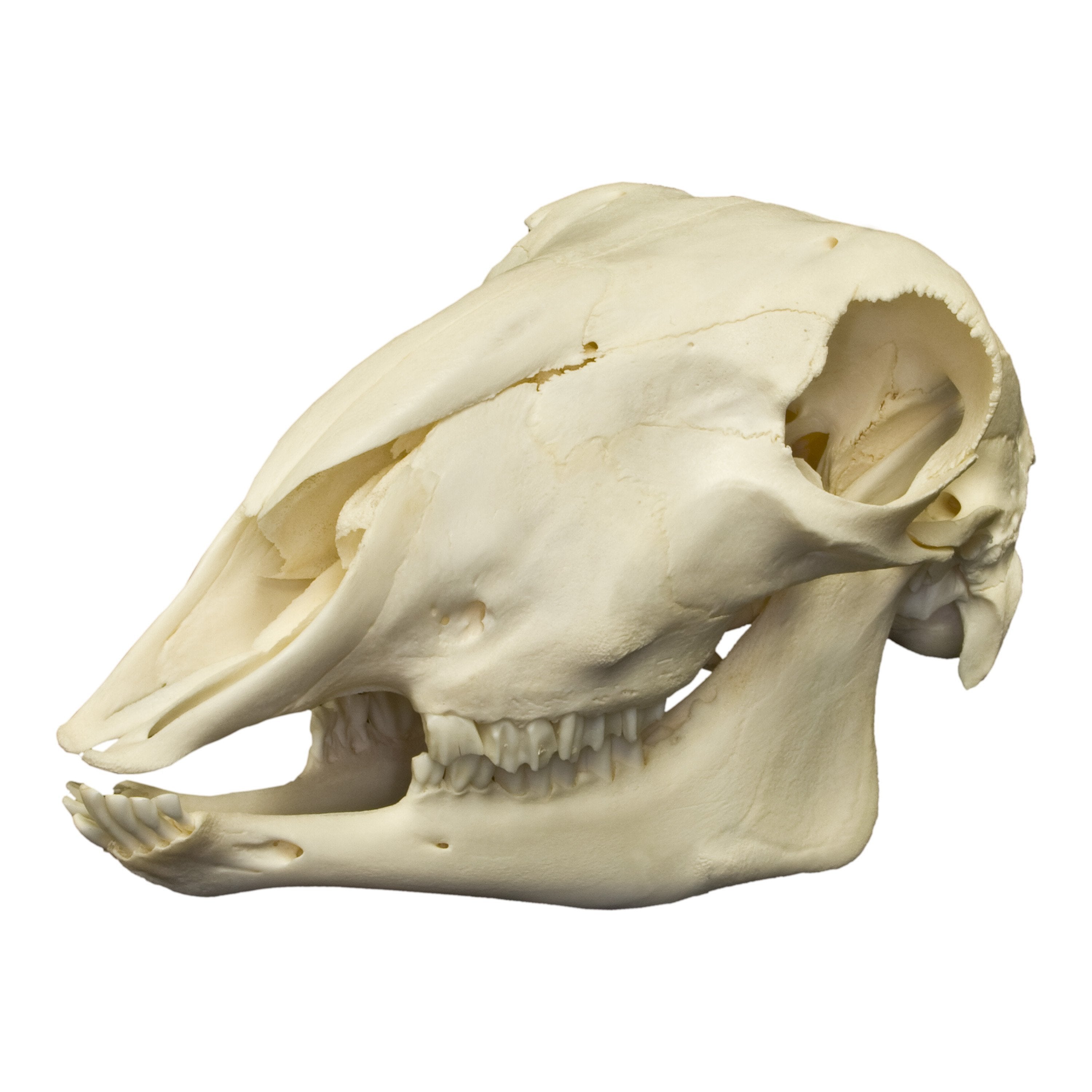 Real Sheep Skull - Authentic Animal Skull for Home Decor, Gothic Display, Halloween Props & Educational Use