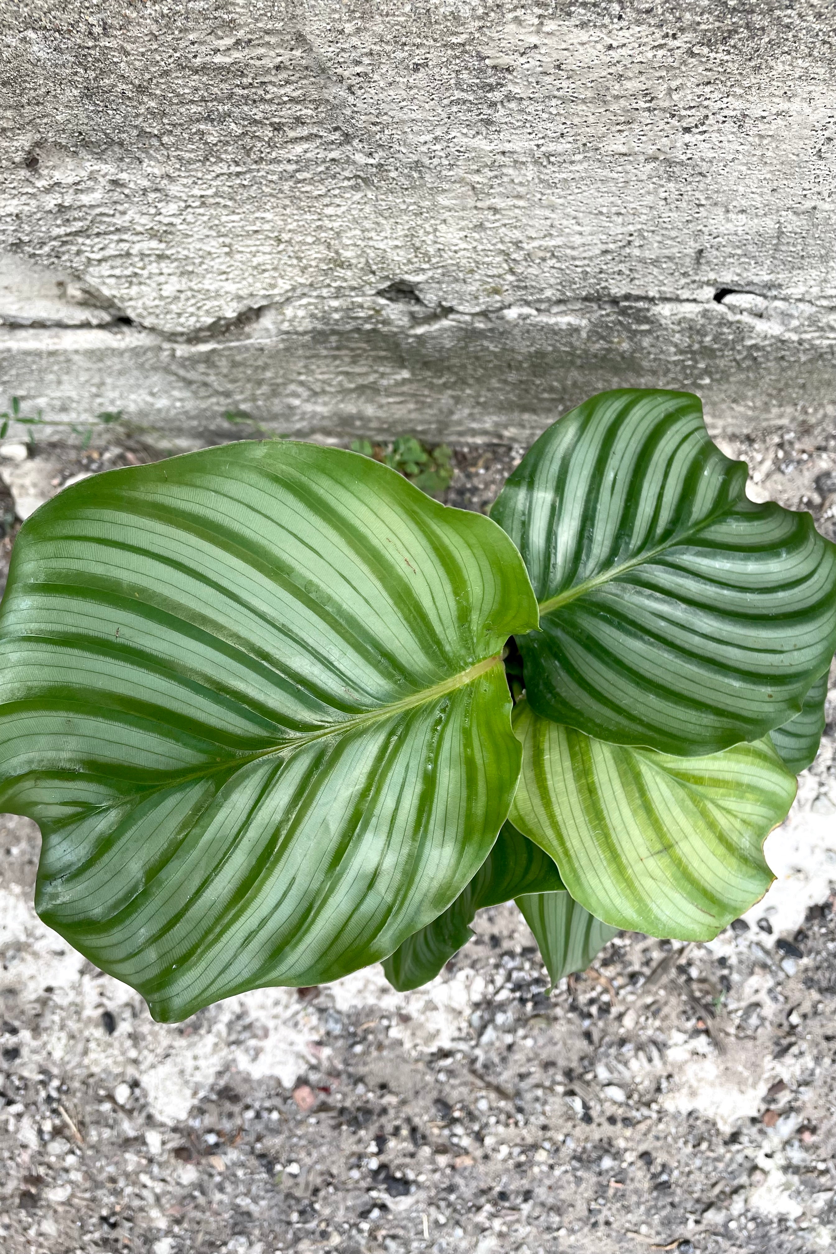 Calathea Orbifolia Prayer Plant - 4 Inch Live Indoor Houseplant for Home & Office Decor | Perfect for Low Light Spaces, Air Purifying, and Gift Giving