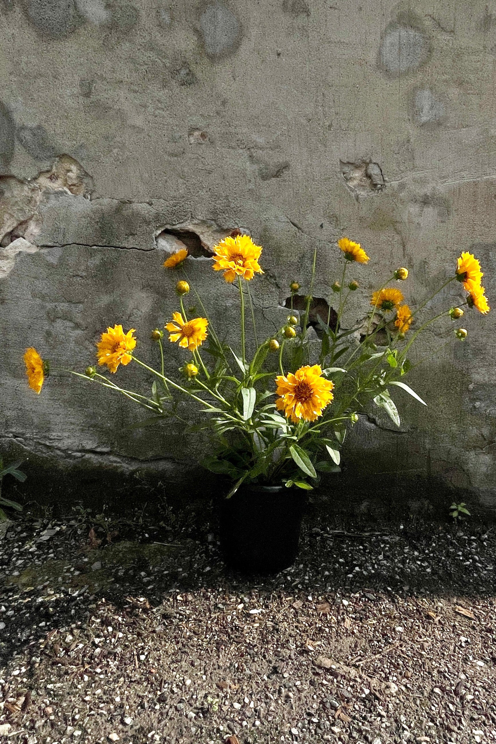 Coreopsis 'Jethro Tull' Perennial Flower Plants - Bright Yellow Blooms for Gardens, Landscaping & Pollinator-Friendly Yards | Perfect for Borders, Containers & Cut Flower Arrangements