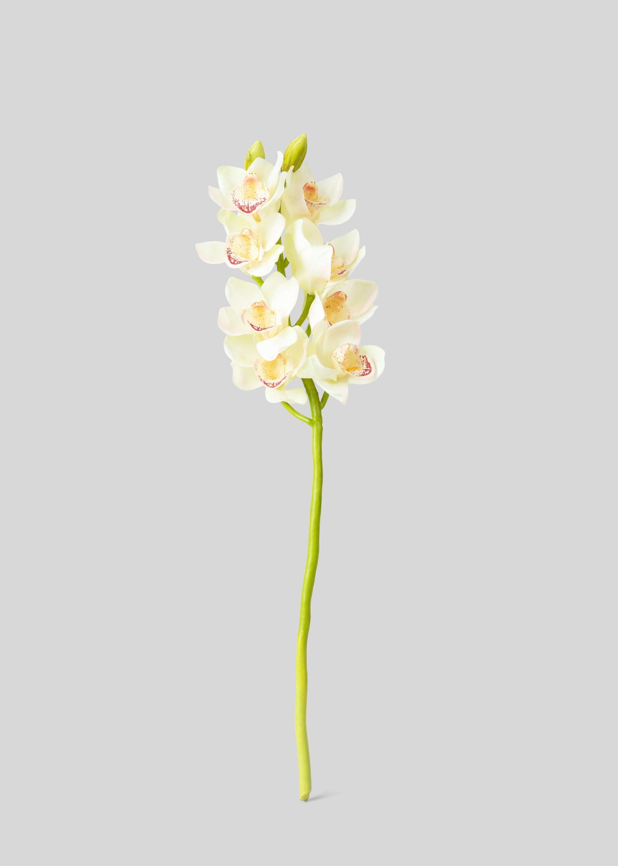 Premium Cream & Burgundy Artificial Cymbidium Orchid Flowers - 28.5