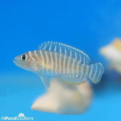 Premium Zebra Shell Dwellers (Neolamprologus similis) - African Cichlid Fish for Aquariums | Perfect for Nano Tanks & Shell Breeding Setups