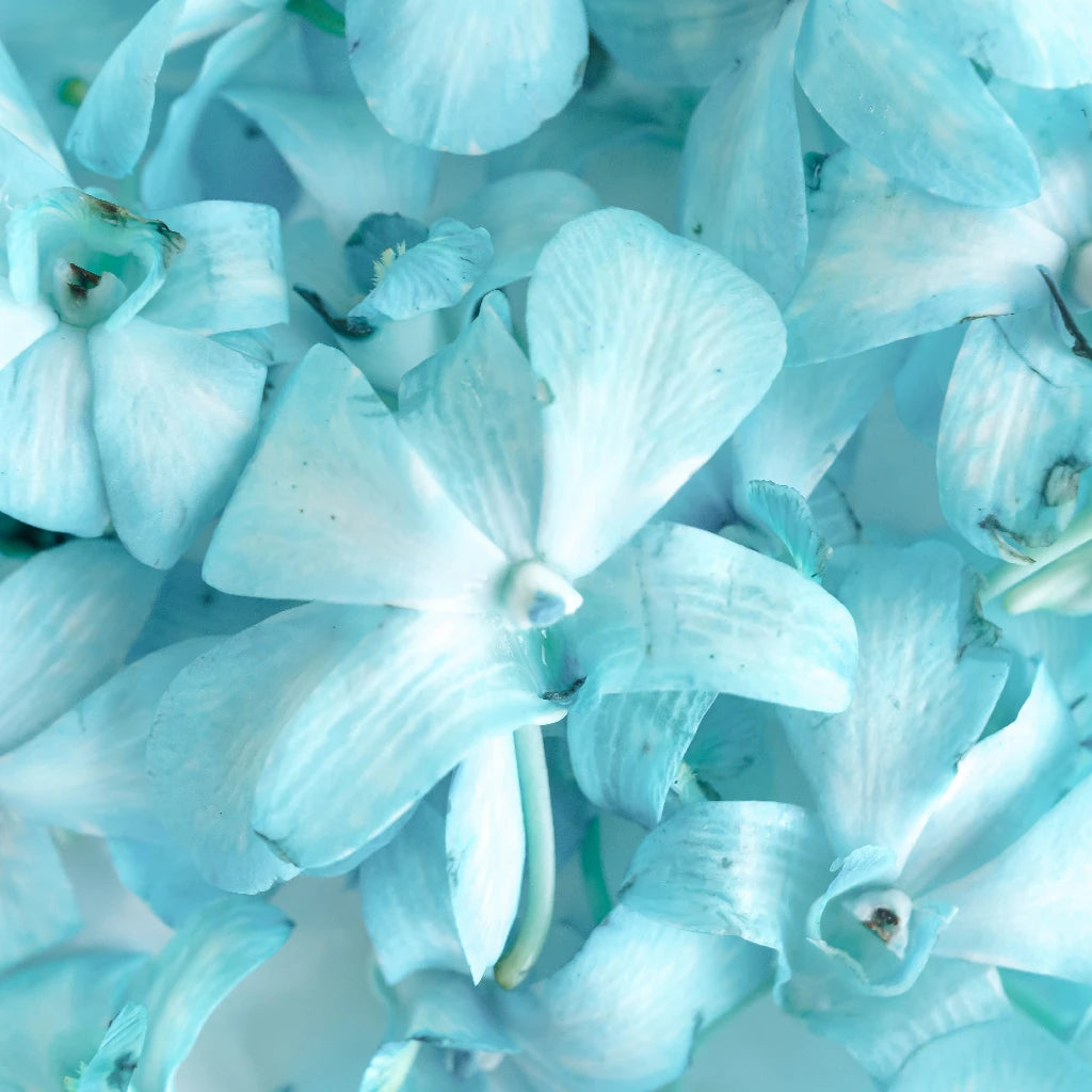 Premium Blue Dendrobium Loose Orchid Blooms - Natural Dried Flowers for Wedding Bouquets, Floral Arrangements & Home Decor