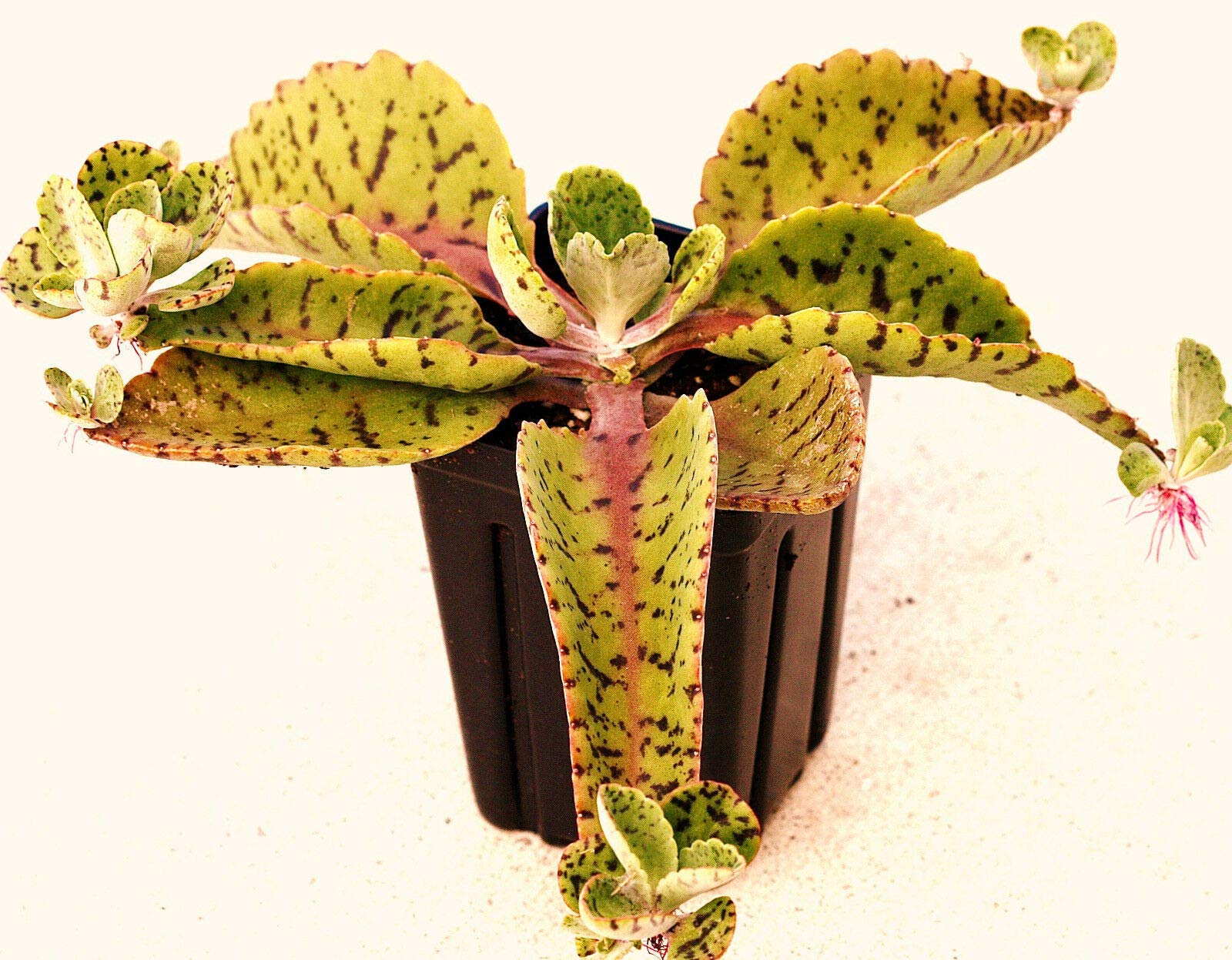 Buy Exotic Donkey Ears Kalanchoe Gastonis-Bonnieri Succulent Seeds (100 Count) - Perfect for Indoor Gardens, Terrariums & Unique Home Decor
