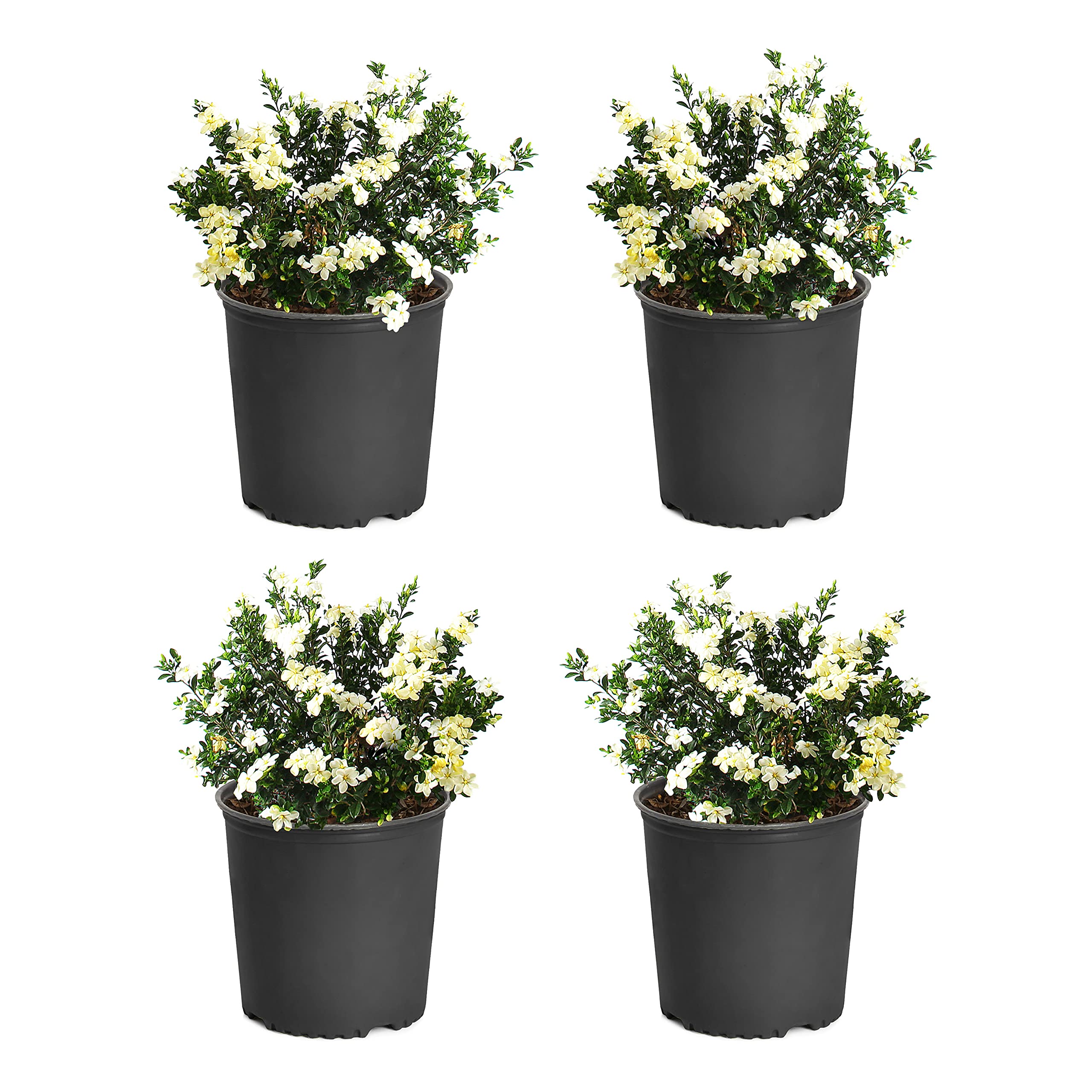 Brighter Blooms Dwarf Radicans Gardenia Shrub - 4 Fragrant Flowering Plants in 3 Gallon Pots for Landscaping, Patio Decor & Outdoor Gardens