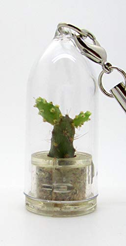Live Baby Baobab Terrarium Cactus Plant - Mini Bonsai Succulent for Home & Office Decor, Unique Keychain Accessory (Boo-Boo Plant) - Perfect for Terrariums, Desk Decor & Gifts