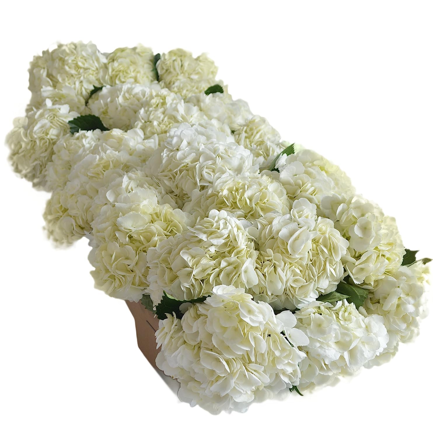 Premium 30 White Hydrangeas Fresh Flowers - Wedding Bouquet, Birthday, Anniversary, Mother's Day Gift - Wholesale Bulk Flowers for Centerpieces, Bridal Showers & Home Decor - Fast Overnight Delivery